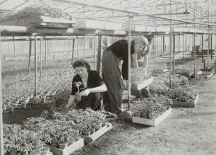 Dresden-Leubnitz, junge Tomaten in Töpfen in den Geäwchshäusern der Gärtnerei A. Huck