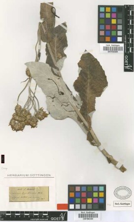Senecio hypochionaeus Boiss. [isotype]