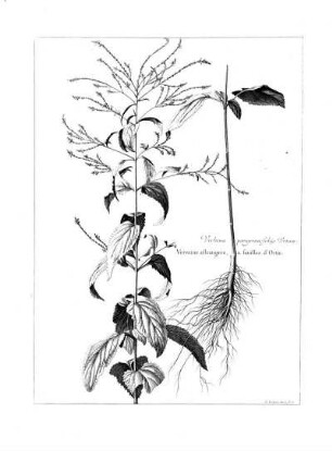 Verbena Peregrina Foliis Urticae