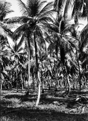Palmenhain : Kokosplamenwald.