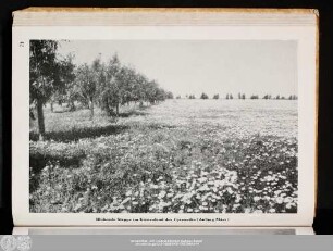 Blühende Steppe im Küstenland der Cyrenaika (Anfang März)