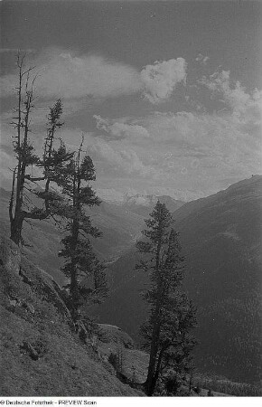 Arven im Ötztal (?)