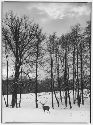 Putbus. Hirsch vor einer Baumgruppe im Winter