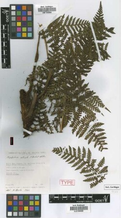 Megalastrum alticola M.Kessler & A.R.Sm. [paratype]