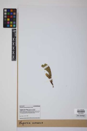 Phlegmariurus ocananus (Herter) B. &Oslash;llg.