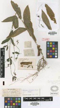 Leianthus silenifolius Griseb. [holotype]