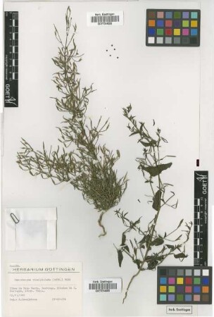 Peristrophe bicalyculata (Retz.) Nees