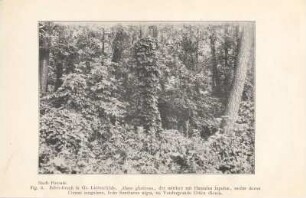 Fig. 6. Erlen-Bruch in Gr. Lichterfelde