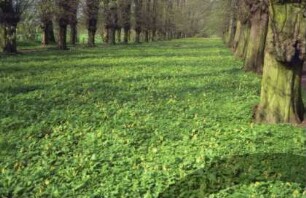 Jersbeker Park: Lindenallee: Bodenbewuchs Schlüsselblumen in Blüte