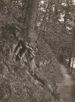Mittelsächsisches Bergland. Bruhmweg oberhalb Schönborner Wwehr. Stützwurzel einer Eiche