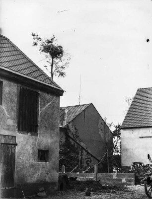 Weißstorch : Weißstörche (Ciconia ciconia Linnaeus) auf ihrem Horst auf einem Baum in einem Gehöft.