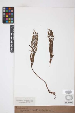 Blechnum capense (L.) Schltdl.