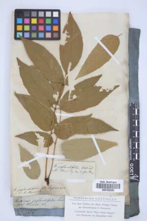 Fraxinus juglandifolia
