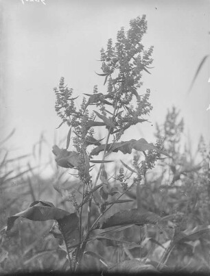 Wasserampfer : Königswartha, Wasserampfer (Rumex aquaticus Linnaeus).