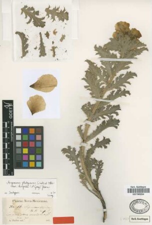 Argemone hispida A.Gray [isotype]
