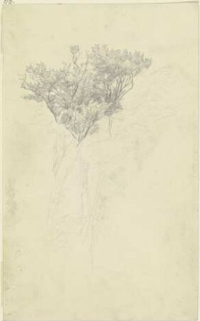 Drei Baumkronen