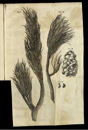 Fig. I. - Fig. IV.