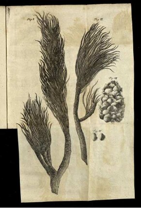 Fig. I. - Fig. IV.