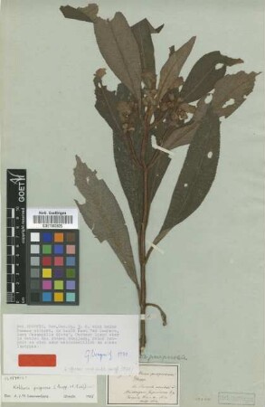 Isoloma purpurea (Poepp.) Benth. [type]