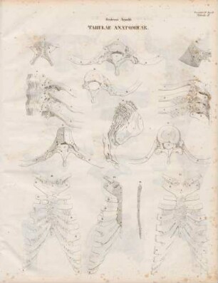 Ligamenta (Lineartafel)