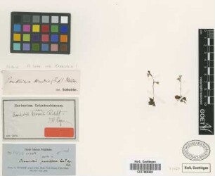 Ponthieva tenuis (Rchb.f.) Schltr.