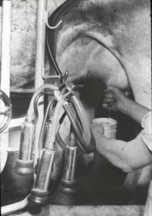 Prüfen der Milch auf einwandfreie Beschaffenheit mit Hilfe des Vormelkbechers