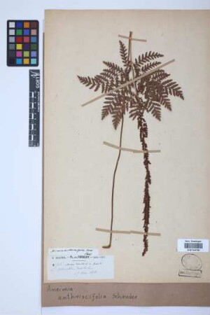 Anemia anthriscifolia Schrad.