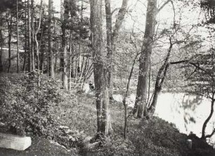 Baumgruppe am Teiche.