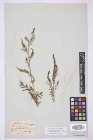Ambrosia artemisiifolia L.