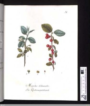 Kupfertafel 51-75