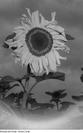 Sonnenblume (mit Blitz fotografiert)
