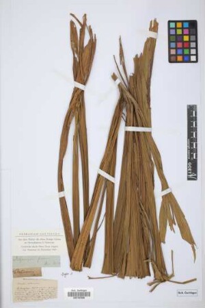 Iriartea altissima