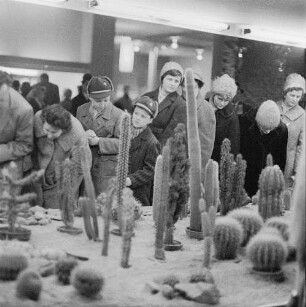 Dresden. Gartenausstellung. Besucher betrachten eine Ausstellungsfläche mit Kakteen (Cactaceae)