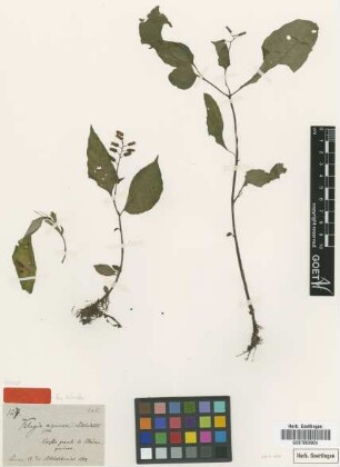 Klugia azurea Schltdl. [type]