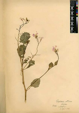 Cruciferae Raphanus sativus Linné, Carl von (1707 - 1778) [Sebastie, Samaria, Sebaste, Sebastje, Schomoron]