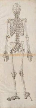 Tabulae Osteologicae Seu Omnium Corporis Humani Perfecti Ossium Imagines Ad Ductum Naturae Tam Sigillatim Quam In Ordinaria Connexione Secundum Habitum Suum Externum Magnitudine Naturali (Lineartafel)