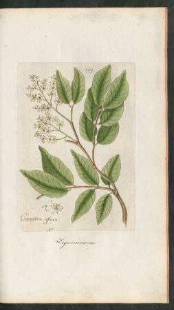 159. Copaifera officinalis