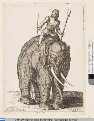Elefant mit Reiter