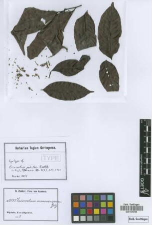 Eriocoelum macrocarpum Gilg ex Radlk.