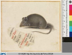 Eine Maus mit Textfragment