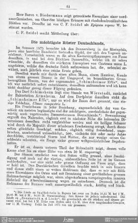 Die mächtigste Rüster Deutschlands