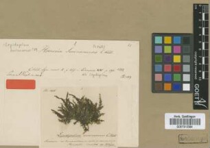 Hookeria surinamensis (Müll.Hal.) Müll.Hal.