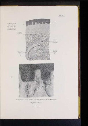 28. Schematischer Durchschnitt der Haut mit Einzeichnung der Endorgane.
