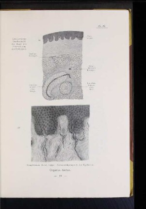 28. Schematischer Durchschnitt der Haut mit Einzeichnung der Endorgane.