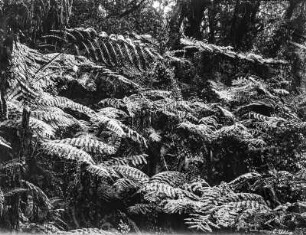 Urwald mit Farnen : Ein Urwald mit Farnen, vermutlich am Kilimandscharo