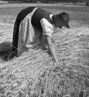 Erntebilder. Frau beim Garbenbinden