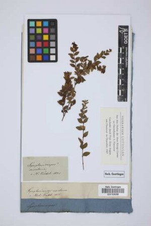 Symphoricarpos montana