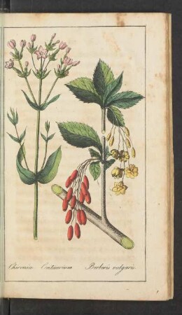 Tafel: Chironia Centaurium Berberis vulgaris.