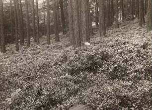 Rochlitzer Berg/Sachsen. Kiefern- und Buchenbestand mit Heidelbeeren