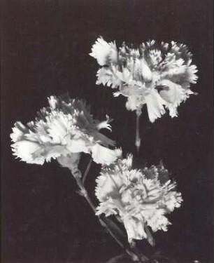 Landnelke oder Edel-Nelke (Dianthus caryophyllus), in kultivierter Form meist Gartennelke. Blüten